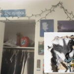 pregnant-raccoon-gives-birth-in-california-man’s-wall-then-starts-clawing-its-way-into-his-bedroom