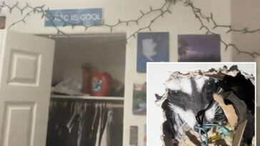 pregnant-raccoon-gives-birth-in-california-man’s-wall-then-starts-clawing-its-way-into-his-bedroom