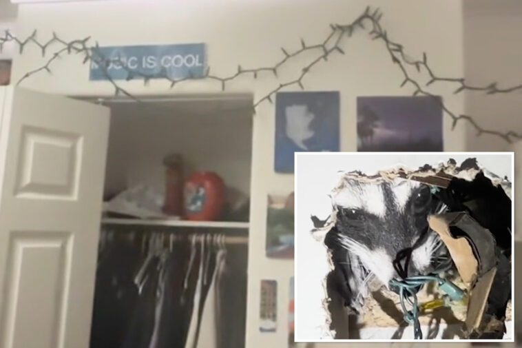 pregnant-raccoon-gives-birth-in-california-man’s-wall-then-starts-clawing-its-way-into-his-bedroom