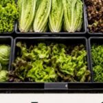 is-your-lettuce-safe-to-eat?-is-any-of-your-produce-safe?