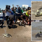 super-rare-sea-turtle-returns-to-nyc-waters-after-injury-in-shell-yeah-moment