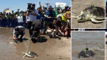 super-rare-sea-turtle-returns-to-nyc-waters-after-injury-in-shell-yeah-moment