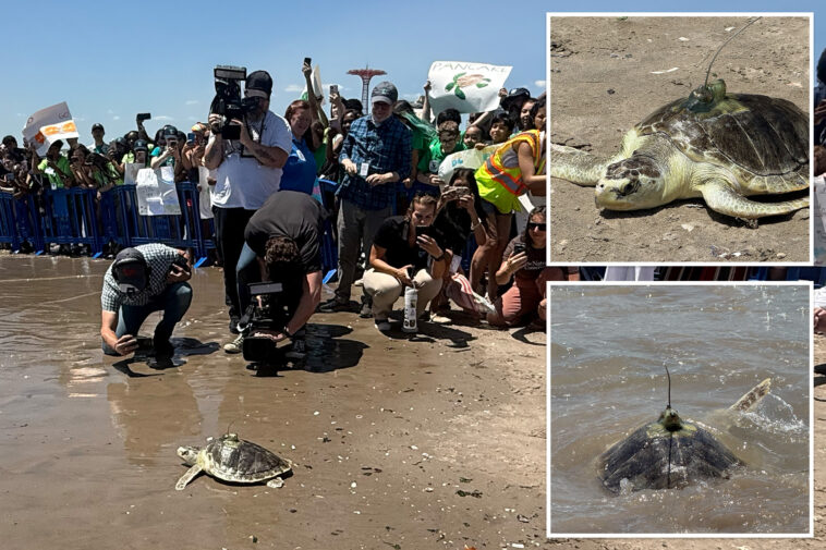 super-rare-sea-turtle-returns-to-nyc-waters-after-injury-in-shell-yeah-moment