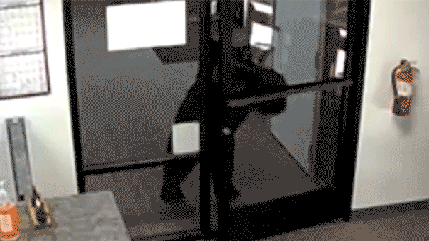 black-bear-caught-on-video-wandering-into-california-water-district-office-after-pushing-open-front-door