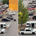 black-bear-barrels-at-bystanders-as-chaos-erupts-in-tennessee-parking-lot,-wild-video-shows