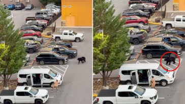 black-bear-barrels-at-bystanders-as-chaos-erupts-in-tennessee-parking-lot,-wild-video-shows
