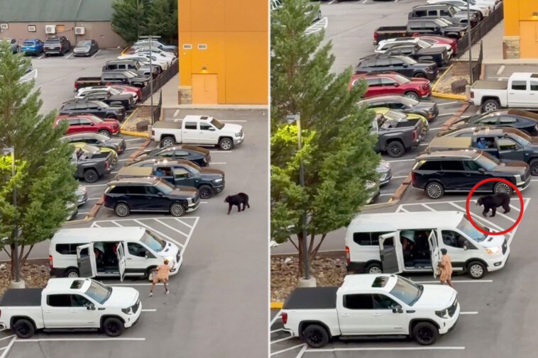 black-bear-barrels-at-bystanders-as-chaos-erupts-in-tennessee-parking-lot,-wild-video-shows