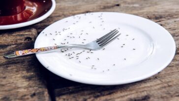 michelin-starred-chef-facing-jail-after-allegedly-serving-nearly-50,000-ants-to-diners