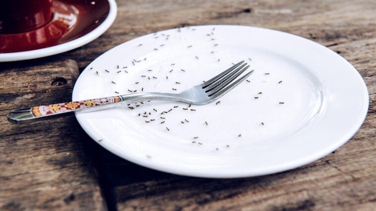 michelin-starred-chef-facing-jail-after-allegedly-serving-nearly-50,000-ants-to-diners
