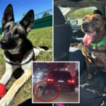 two-dogs-dragged-by-heartless-owner-behind-car-on-nyc-street-have-recovered,-ready-for-new-homes