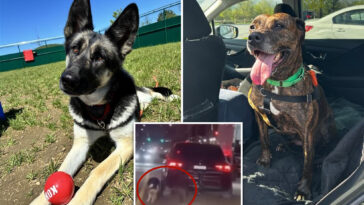 two-dogs-dragged-by-heartless-owner-behind-car-on-nyc-street-have-recovered,-ready-for-new-homes