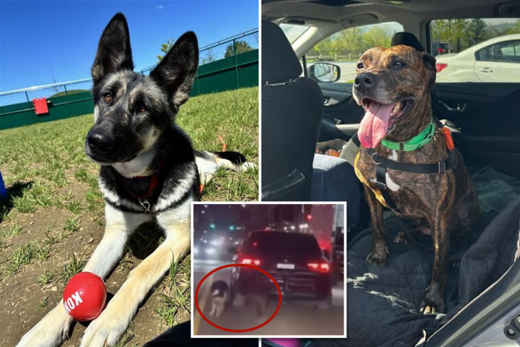 two-dogs-dragged-by-heartless-owner-behind-car-on-nyc-street-have-recovered,-ready-for-new-homes