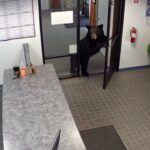 black-bear-caught-on-video-wandering-into-california-water-district-office-after-pushing-open-front-door