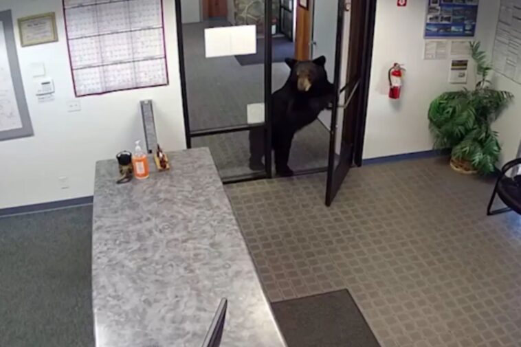 black-bear-caught-on-video-wandering-into-california-water-district-office-after-pushing-open-front-door