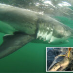 12-foot-great-white-shark-‘ernst’-tracked-near-montauk-—-and-atlantic’s-largest-ever-could-be-right-behind-her