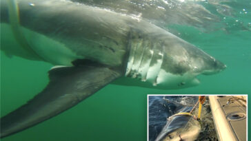 12-foot-great-white-shark-‘ernst’-tracked-near-montauk-—-and-atlantic’s-largest-ever-could-be-right-behind-her