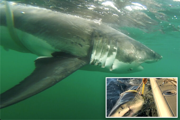 12-foot-great-white-shark-‘ernst’-tracked-near-montauk-—-and-atlantic’s-largest-ever-could-be-right-behind-her