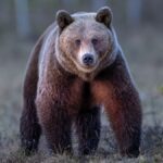 driver-records-wild-video-after-finding-bear-stuck-atop-utility-pole