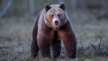 driver-records-wild-video-after-finding-bear-stuck-atop-utility-pole