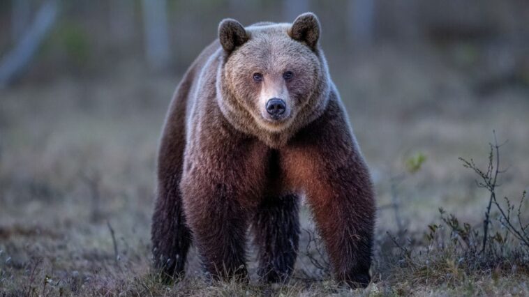 driver-records-wild-video-after-finding-bear-stuck-atop-utility-pole