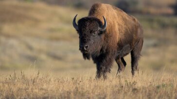 viral-video-shows-massive-bison-popping-tourist-vehicle’s-tire-in-yellowstone-national-park