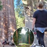 clueless-sequoia-‘tourons’-spark-outrage-after-endangering-legendary-giant-tree-with-careless-behavior