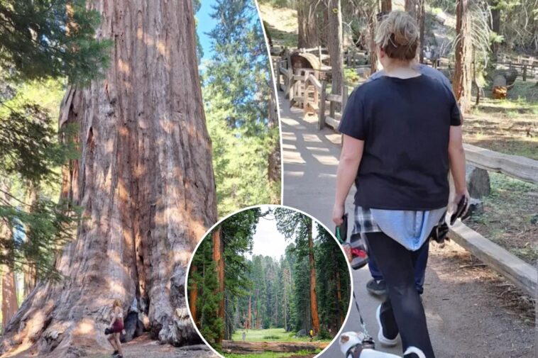 clueless-sequoia-‘tourons’-spark-outrage-after-endangering-legendary-giant-tree-with-careless-behavior