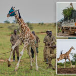 giraffes-get-a-new-home-in-uganda-to-escape-oil-drilling