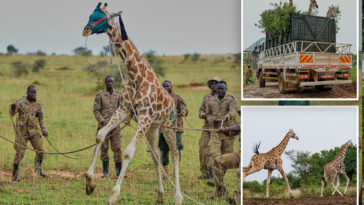 giraffes-get-a-new-home-in-uganda-to-escape-oil-drilling