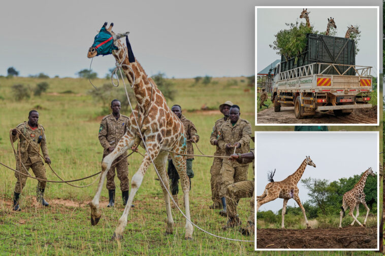 giraffes-get-a-new-home-in-uganda-to-escape-oil-drilling