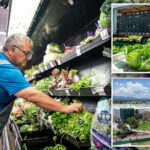 ‘diarrhea-parasite’-explodes-across-america-as-cyclospora-outbreak-spreads-to-four-more-states