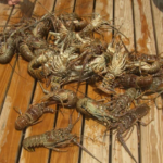 spiny-lobster-mini-season-kicks-off-in-florida,-drawing-eager-divers-to-the-water