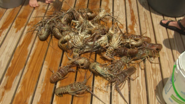 spiny-lobster-mini-season-kicks-off-in-florida,-drawing-eager-divers-to-the-water