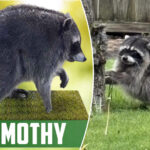 ‘jimothy-summer’-is-heating-up-as-misfit-raccoon-gets-his-own-official-bobblehead:-‘pop-culture-icon’