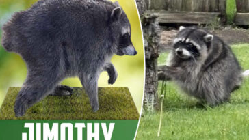 ‘jimothy-summer’-is-heating-up-as-misfit-raccoon-gets-his-own-official-bobblehead:-‘pop-culture-icon’