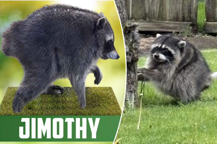 ‘jimothy-summer’-is-heating-up-as-misfit-raccoon-gets-his-own-official-bobblehead:-‘pop-culture-icon’
