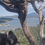 viral-bald-eagle-shadow-controversially-seen-perched-with-new-bird-while-mate-is-in-hospital