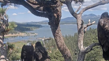 viral-bald-eagle-shadow-controversially-seen-perched-with-new-bird-while-mate-is-in-hospital