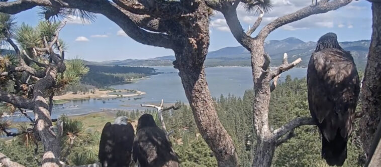 viral-bald-eagle-shadow-controversially-seen-perched-with-new-bird-while-mate-is-in-hospital