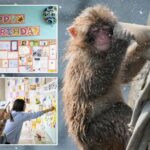 punch the monkey-gets-thousands-of-birthday-messages-as-he-turns-1