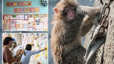 punch the monkey-gets-thousands-of-birthday-messages-as-he-turns-1