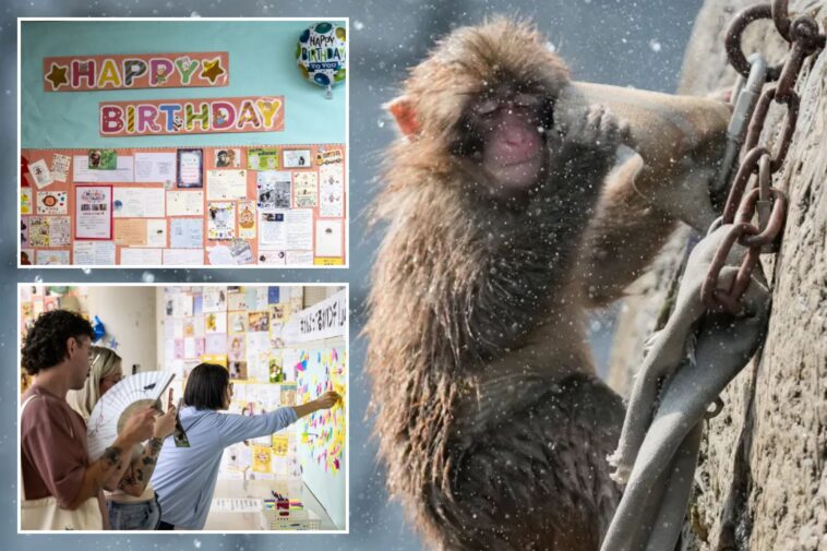 punch the monkey-gets-thousands-of-birthday-messages-as-he-turns-1