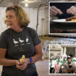 nyc’s-foie-gras-sales-ban-set-for-final-appeal-as-farmers-look-to-save-their-feathers