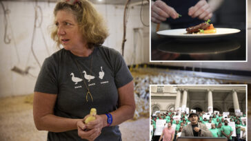 nyc’s-foie-gras-sales-ban-set-for-final-appeal-as-farmers-look-to-save-their-feathers