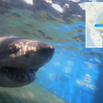 1,400-pound-great-white-shark-stuns-scientists-with-new-ping-off-florida-coast