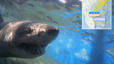 1,400-pound-great-white-shark-stuns-scientists-with-new-ping-off-florida-coast
