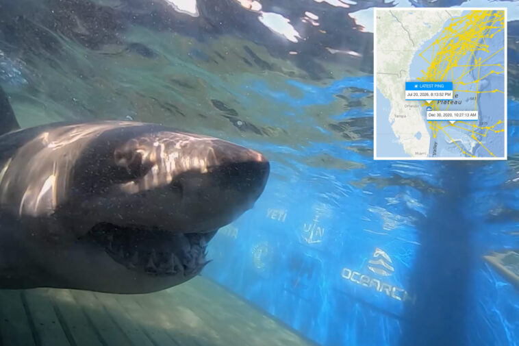 1,400-pound-great-white-shark-stuns-scientists-with-new-ping-off-florida-coast