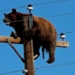 state-officials-blamed-citizens-for-death-of-bear-stuck-atop-power-pole,-but-what-bystander-says-she-saw-changes-everything