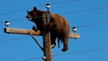 state-officials-blamed-citizens-for-death-of-bear-stuck-atop-power-pole,-but-what-bystander-says-she-saw-changes-everything