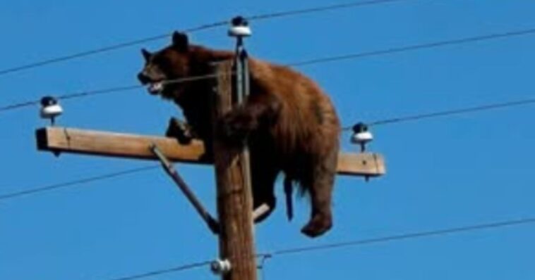 state-officials-blamed-citizens-for-death-of-bear-stuck-atop-power-pole,-but-what-bystander-says-she-saw-changes-everything